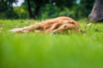 The golden retriever on the grass
