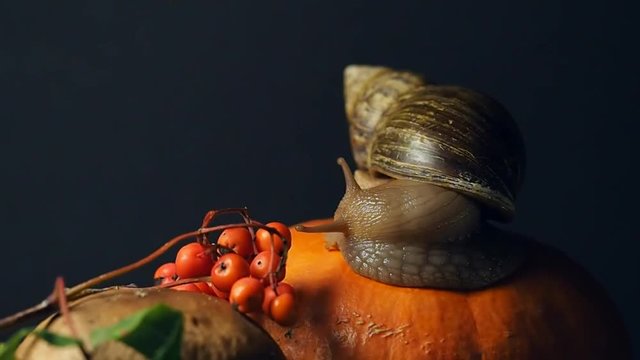 The land snail Achatina on a pumpkin.-Сухопутная улитка ахатина на тыкве.
