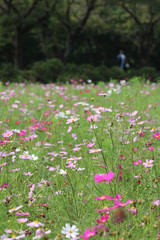 コスモス畑 / Cosmos field