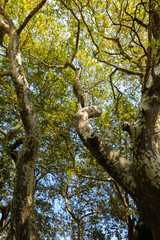 Fototapeta premium Nature green leaves and sky