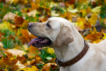 Labrador Retriever