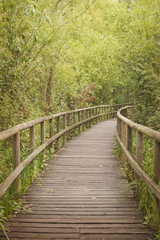 Naklejka na ściany i meble Wooden footbridge through a bamboo forest