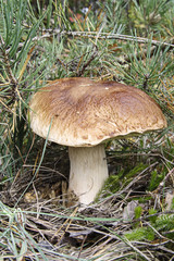 Boletus Cep 003