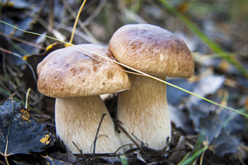 Boletus Cep 004