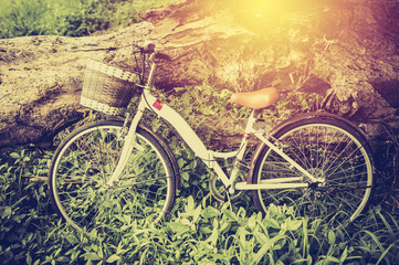 Vintage Bicycle with dry tree