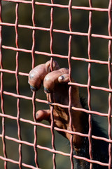 gorilla paw close-up