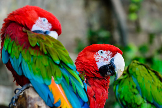 big multicolored parrot closeup