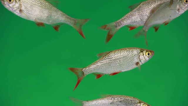 rudd swims in water on green screen