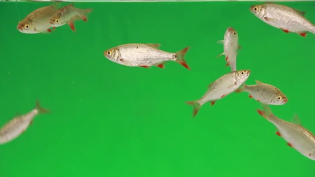 rudd swims in water on green screen