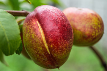 peach growing on a tree