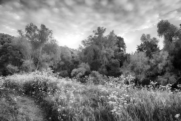 the bright sunset in spring forest with a footpath in the foreground. black and white landscape