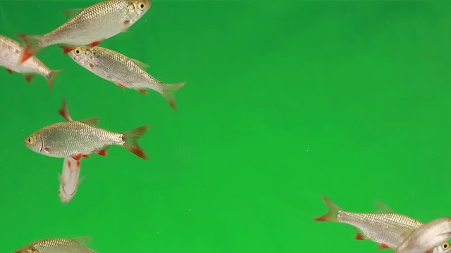 rudd swims in water on green screen
