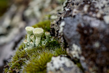 cladonia lichen moss drops dew