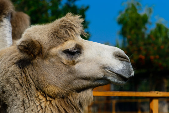 Portrait of a camel on a sunny day