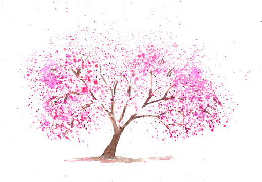 Pink cherry tree on white, watercolor painting