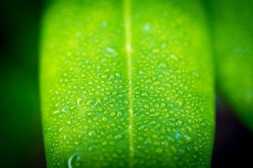 leaf flowers with dew