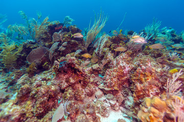 Fototapeta na wymiar Underwater background with soft and hard corals, Cayo Largo