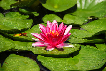 Pink water lily