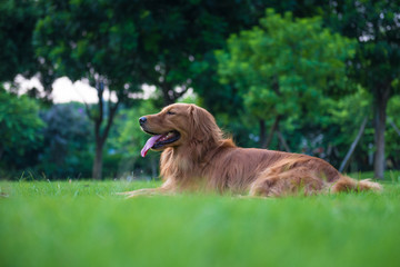 The golden retriever on the grass