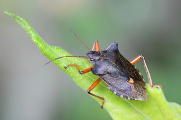 Red-legged Shieldbug, Pentatoma rufipes