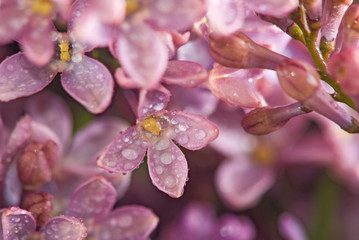 image of beautiful flowers closeup