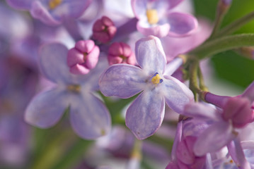 Fototapeta na wymiar image of beautiful flowers closeup