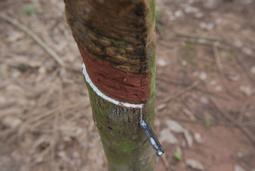 Obraz premium fresh milky latex extracted from para rubber tree