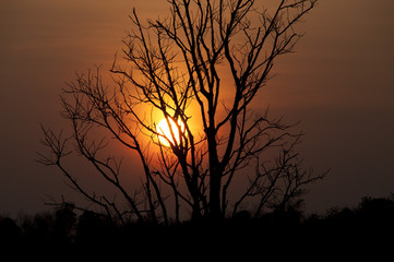 beautiful sunset and dry tree, selective focus