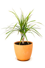 Dracaena marginata in a pot