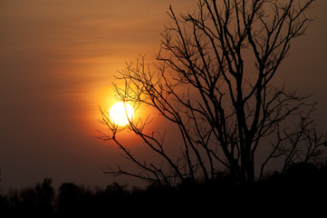 beautiful sunset and dry tree, selective focus