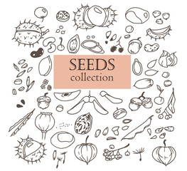 Fototapeta premium Hand-drawn doodles of the different seeds: chestnut, linden, poppy, pea, oak, pumpkin, bean, apple, beet etc. Line art illustrations.