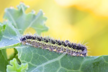 Large white cabbage butterfly, Pieris brassicae