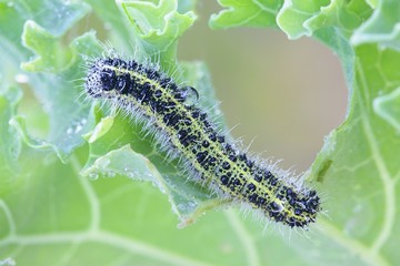 Large white cabbage butterfly, Pieris brassicae