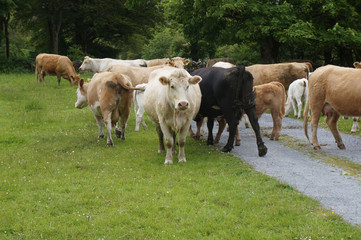 Obraz premium Herd of cows at summer green field