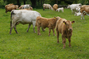     Herd of cows at summer green field