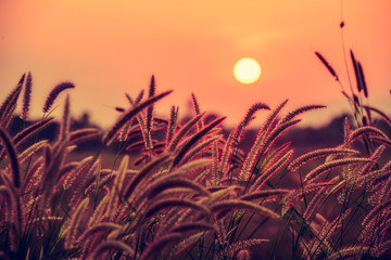 beautiful landscape image with grass flower at sunset
