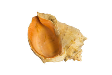 Sea shell on white background