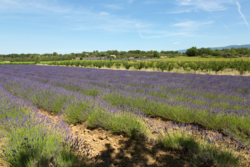 Obraz premium Champ de lavande dans le Luberon - Provence