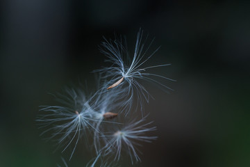 individual dandelion seeds on blurred background