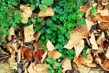 leaves on the ground background