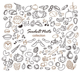 Hand-drawn doodles of the different seeds and nuts: walnuts, pistachios, hazelnuts, cashew, chestnut, linden, poppy, pea, bean, apple etc. Line art illustrations.