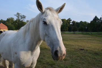 Obraz premium Portrait eine Schimmels