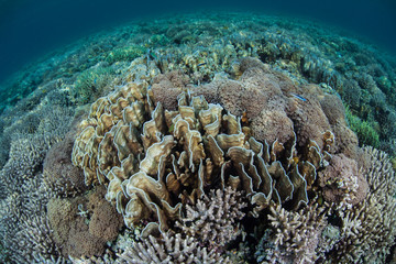 Fragile Coral Reef