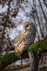 Owl sitting on tree branch