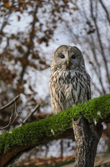 Owl sitting on tree branch