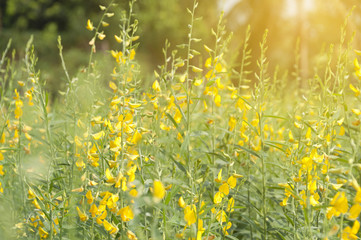 blurred beautifil yellow flowers with sunlight