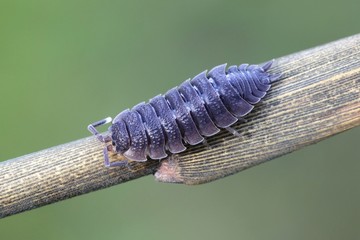 Common Woodlouse, Oniscus asellus