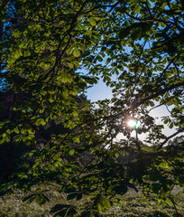  sun through the trees