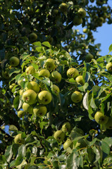 Fresh organic pears on tree branch. Pears tree  in the sun