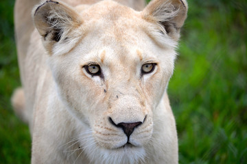 Fototapeta premium South Africa